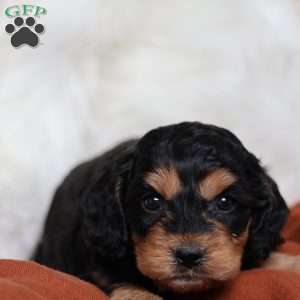 Rufus, Cavapoo Puppy